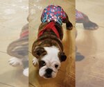 Small Photo #4 Bulldog Puppy For Sale in Alexander, AR, USA