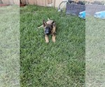 Small Photo #18 German Shepherd Dog Puppy For Sale in MODESTO, CA, USA