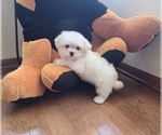 Puppy T Rex Maltese