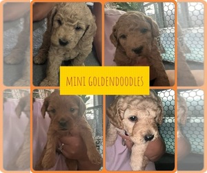 Goldendoodle (Miniature) Puppy for Sale in FRANKLIN, Indiana USA