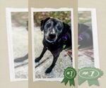 Small #1 Mutt