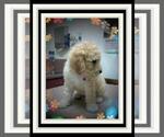 Small Photo #16 Sheepadoodle Puppy For Sale in RIALTO, CA, USA