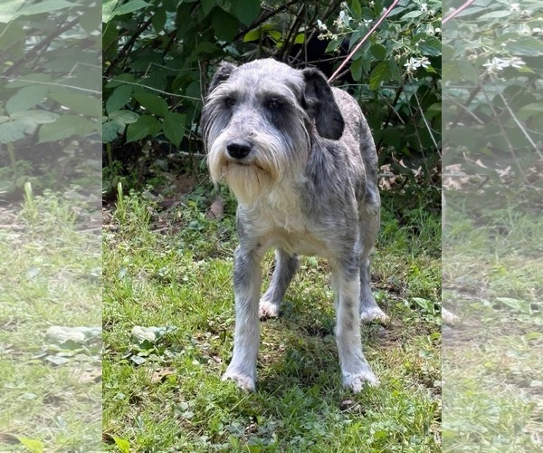 Medium Photo #6 Mutt Puppy For Sale in HOPKINSVILLE/PRINCETON, KY, NH, USA