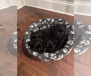 Brussels Griffon Litter for sale in LOUISVILLE, KY, USA