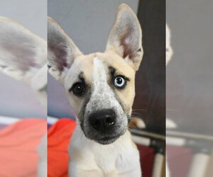 Siberian Husky-Unknown Mix Dogs for adoption in Sacramento, CA, USA
