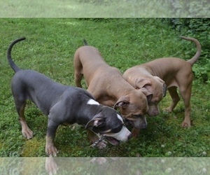 American Bully Puppy for sale in UNIONVILLE, VA, USA