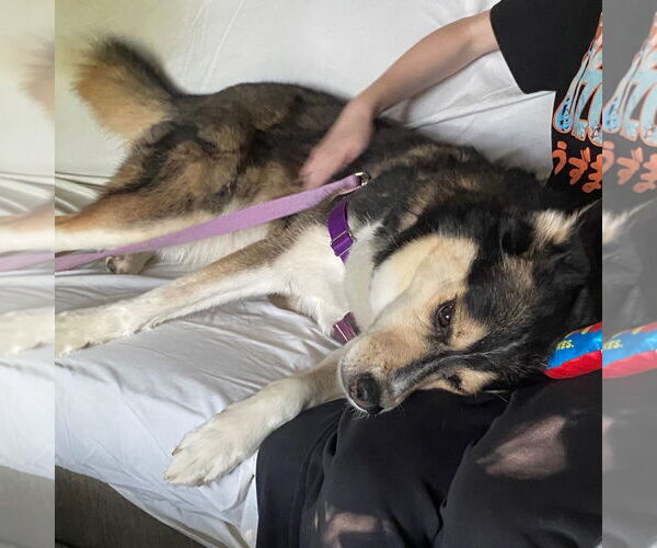 Medium Photo #10 Siberian Husky-Unknown Mix Puppy For Sale in Fargo, ND, USA