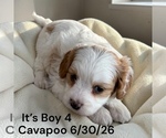 Small #19 Cavapoo (Miniature)