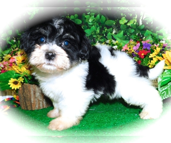 Medium Photo #3 Zuchon Puppy For Sale in HAMMOND, IN, USA