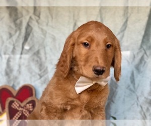 Goldendoodle Puppy for sale in LANCASTER, PA, USA