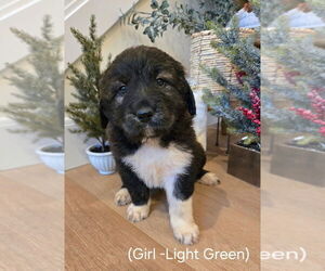 Golden Pyrenees Puppy for sale in ARLINGTON, WA, USA