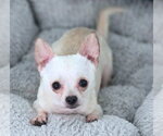 Small #2 Chihuahua