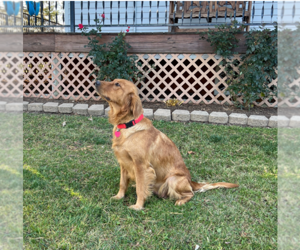 Medium Photo #1 Golden Retriever Puppy For Sale in GOLDEN, CO, USA