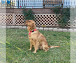 Small Photo #1 Golden Retriever Puppy For Sale in GOLDEN, CO, USA