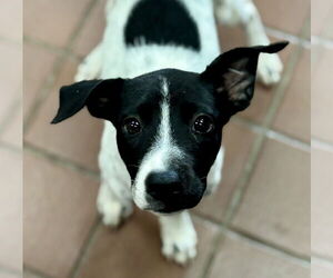 Pointer-Unknown Mix Dogs for adoption in Jefferson, NJ, USA