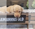Small Photo #9 Labrador Retriever Puppy For Sale in KATHLEEN, GA, USA
