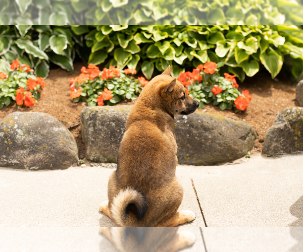 Medium Photo #5 Shiba Inu Puppy For Sale in MILLERSBURG, IN, USA