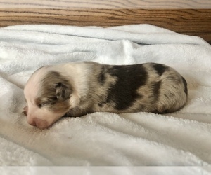 Australian Shepherd Puppy for sale in LODA, IL, USA