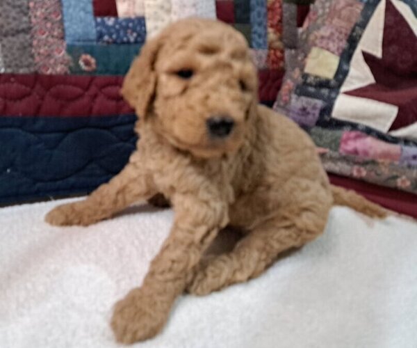 Medium Photo #5 Goldendoodle Puppy For Sale in PELHAM, NH, USA