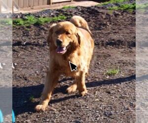 Father of the Golden Irish puppies born on 03/31/2026