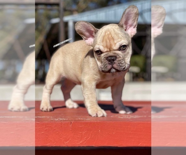 Medium Photo #5 French Bulldog Puppy For Sale in LOMPOC, CA, USA