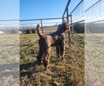 Small Photo #1 Irish Wolfhound-Poodle (Standard) Mix Puppy For Sale in OMAHA, AR, USA