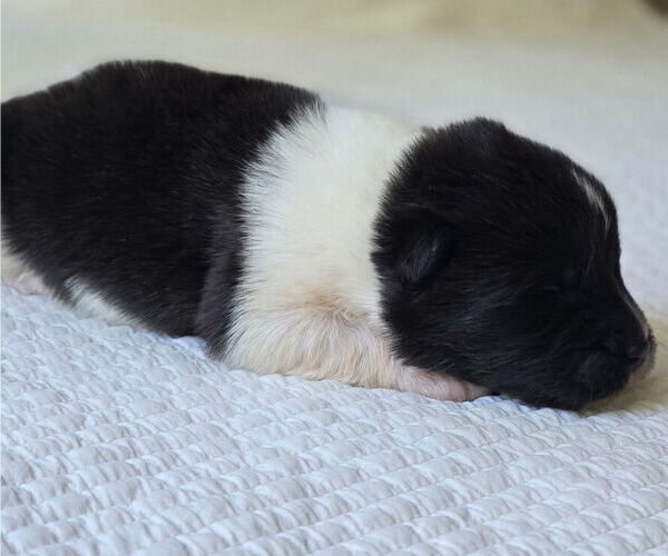 Medium Photo #2 Akita Puppy For Sale in STRAFFORD, MO, USA