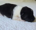 Small #1 Akita