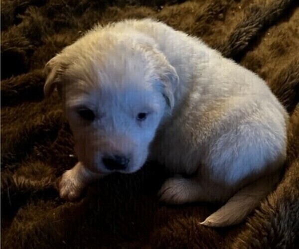 Medium Photo #1 Great Pyrenees Puppy For Sale in HENDERSONVILLE, NC, USA