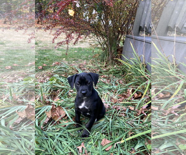 Medium Photo #2 Australian Shepherd-Unknown Mix Puppy For Sale in Jackson Township, NJ, USA