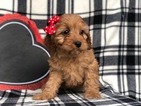 Small Photo #5 Cavapoo Puppy For Sale in CEDAR LANE, PA, USA