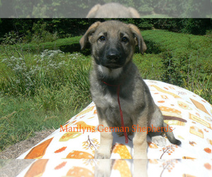 German Shepherd Dog Puppy for Sale in PIEDMONT, Missouri USA
