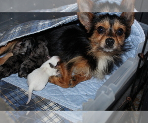 Mother of the Chorkie puppies born on 06/15/2020