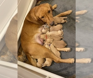 Mother of the English Cream Golden Retriever-Golden Labrador Mix puppies born on 03/16/2022