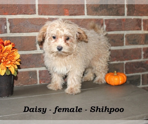 Medium Photo #5 ShihPoo Puppy For Sale in CLARKRANGE, TN, USA