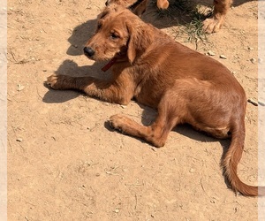 Golden Retriever Puppy for sale in BARNHART, MO, USA