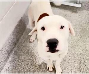 STANLEY - Male Mutt Dog for Adoption - Photo #2