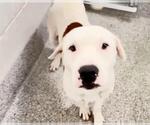 Small #1 Mutt