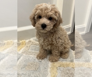 Morkie-Poodle (Miniature) Mix Puppy for sale in MARTINSVILLE, IN, USA