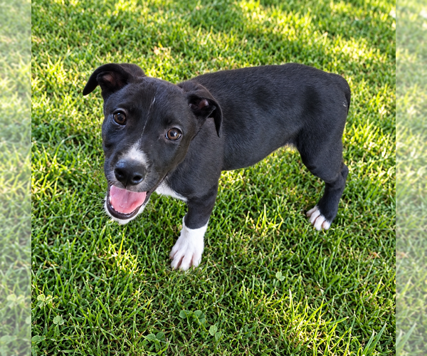Medium Photo #1 Mutt Puppy For Sale in Mooresville, NC, USA