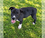 Rocky - Male Mutt Dog for Adoption - Small photo