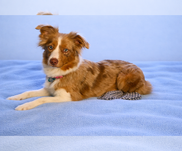 Medium Photo #4 Australian Shepherd Puppy For Sale in Dallas, TX, USA
