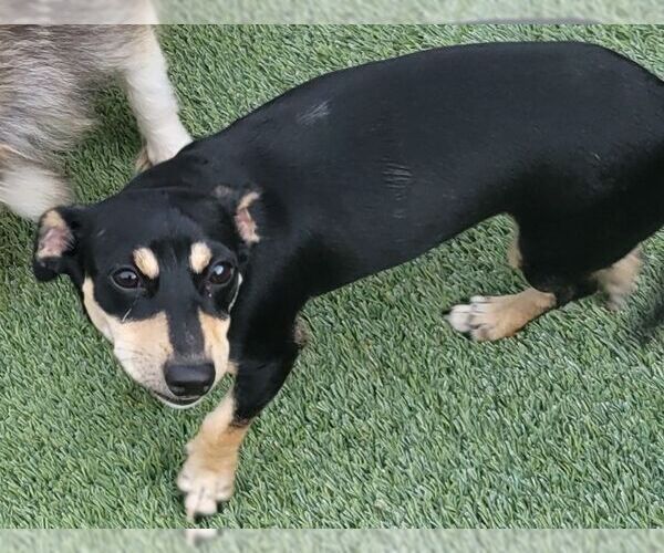 Medium Photo #2 Chipin Puppy For Sale in Carrollton, TX, USA