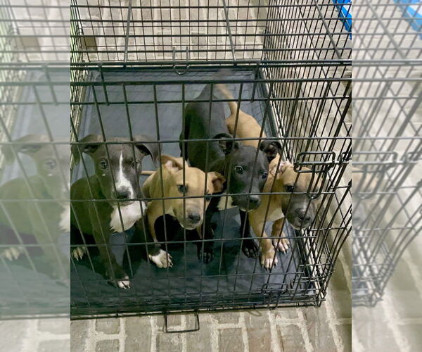 Medium Photo #3 American Pit Bull Terrier-Labrador Retriever Mix Puppy For Sale in Brewster, NY, USA