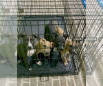 Small #2 American Pit Bull Terrier-Labrador Retriever Mix