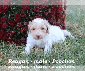 Poochon Puppy for sale in HOPKINSVILLE, KY, USA