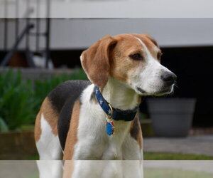 Taylor *Adopt* - Male Mutt Dog for Adoption - Photo #2