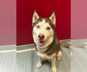 Siberian Husky-Unknown Mix Dogs for adoption in Visalia, CA, USA
