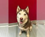 Small Siberian Husky Mix