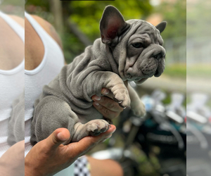 French Bulldog Puppy for sale in AGOURA HILLS, CA, USA